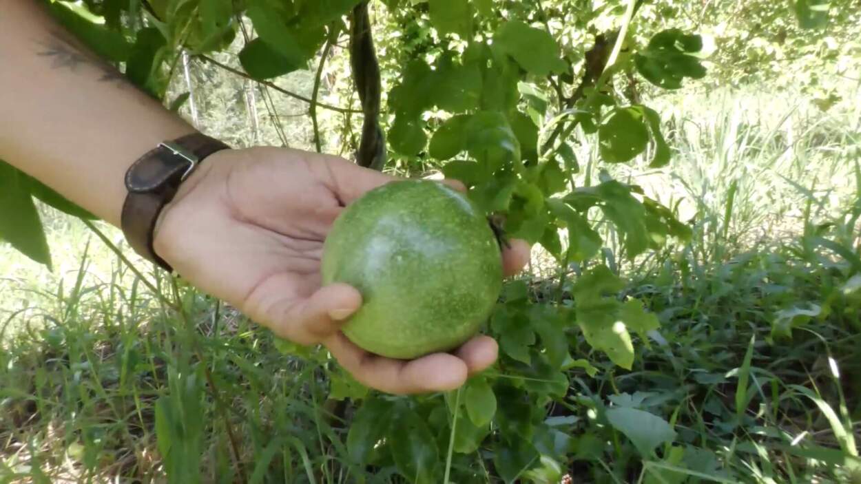 Crece el interés de productores misioneros por el cultivo de frutas tropicales imagen-16