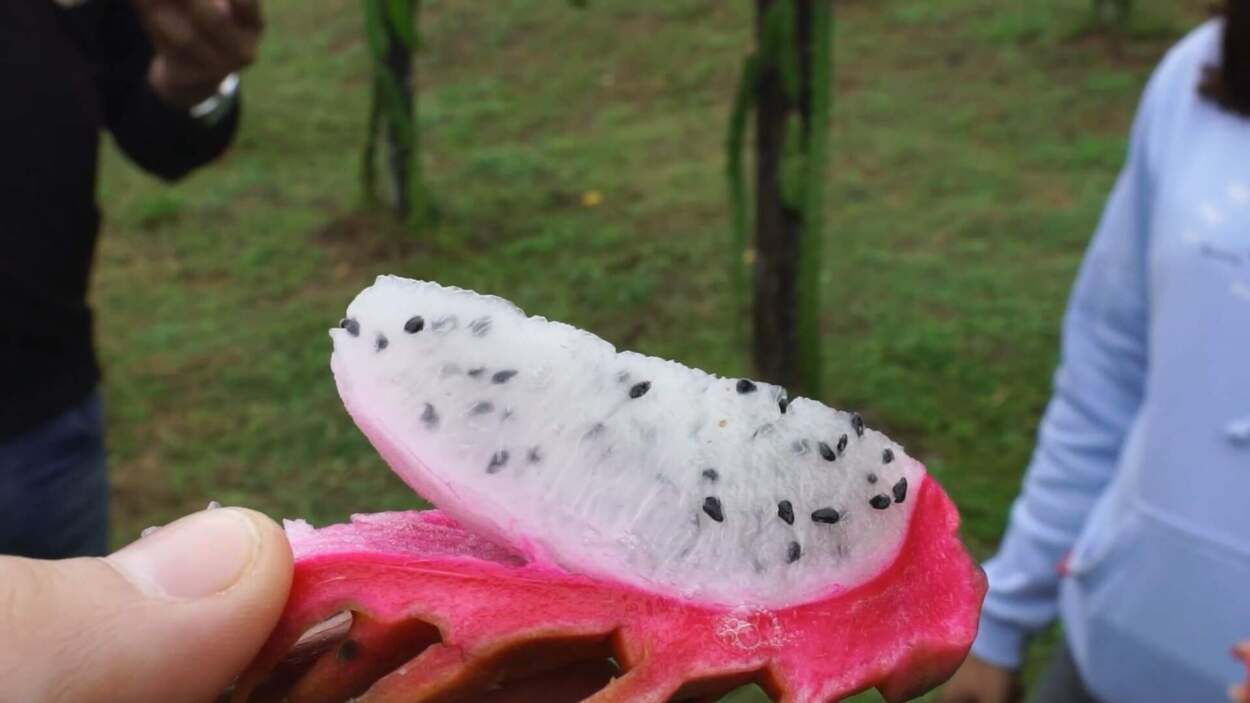 Crece el interés de productores misioneros por el cultivo de frutas tropicales imagen-4