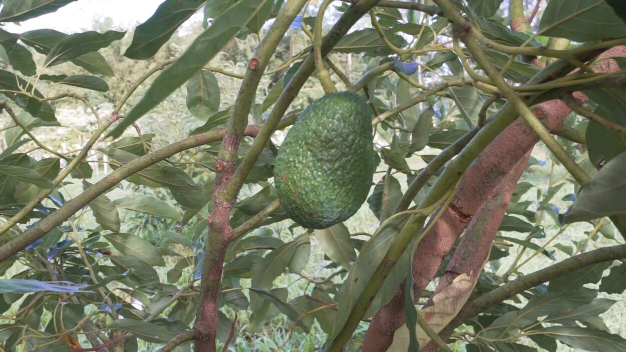 Crece el interés de productores misioneros por el cultivo de frutas tropicales imagen-18