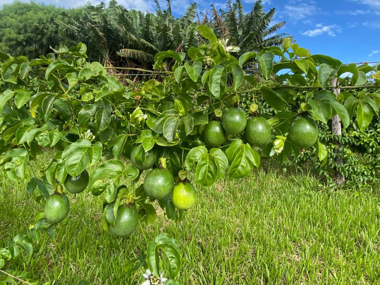 Misiones será sede de una jornada técnica internacional sobre frutales tropicales imagen-14
