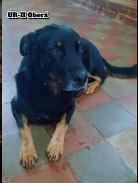 Con afecto, despidieron a un perrito que se “jubiló” de su labor policial imagen-6