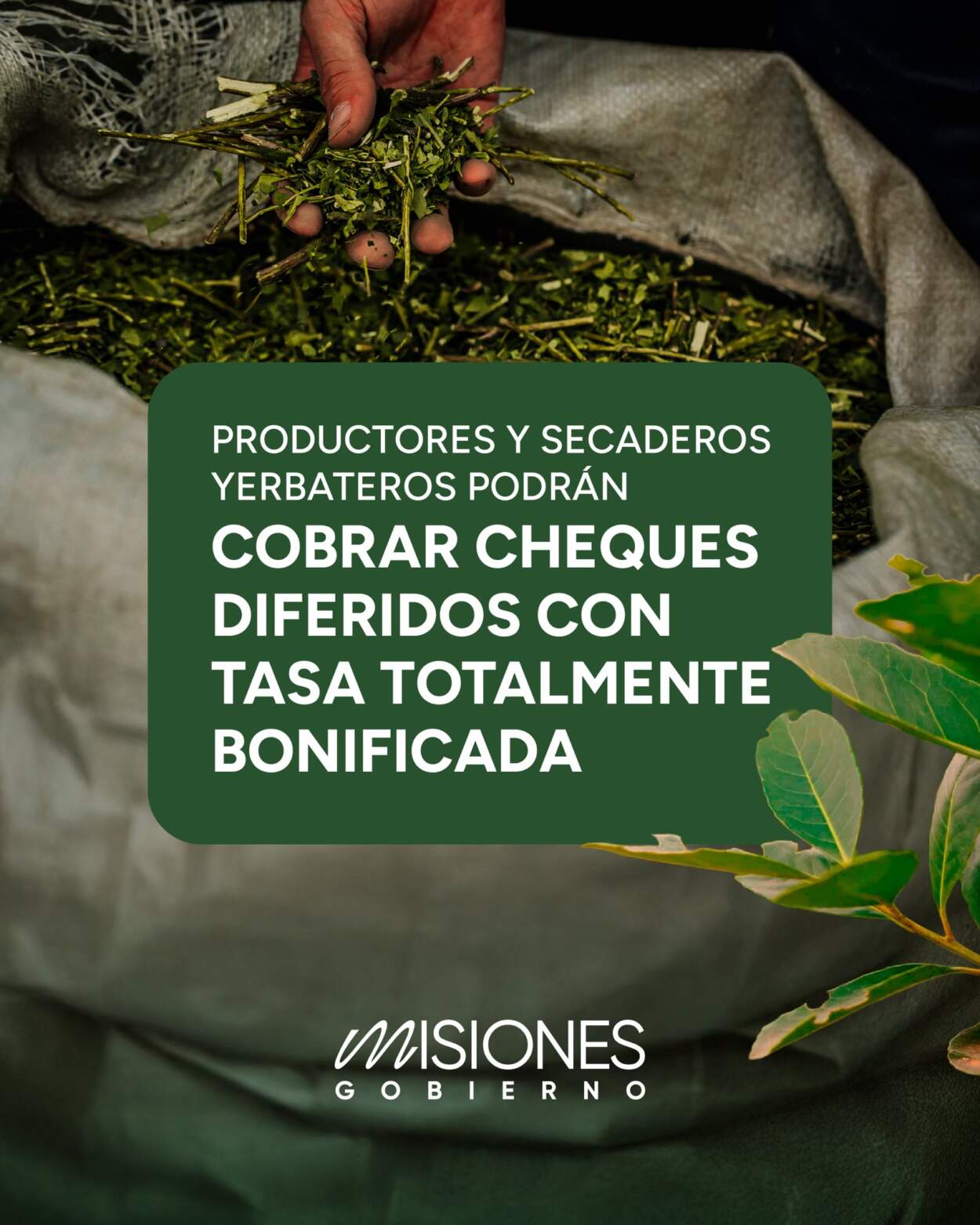 Alivio al sector yerbatero: tras gestiones de Passalacqua, productores y secaderos podrán cobrar cheques diferidos con tasa totalmente bonificada imagen-4