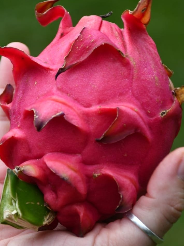 Misiones será sede de una jornada técnica internacional sobre frutales tropicales imagen-12