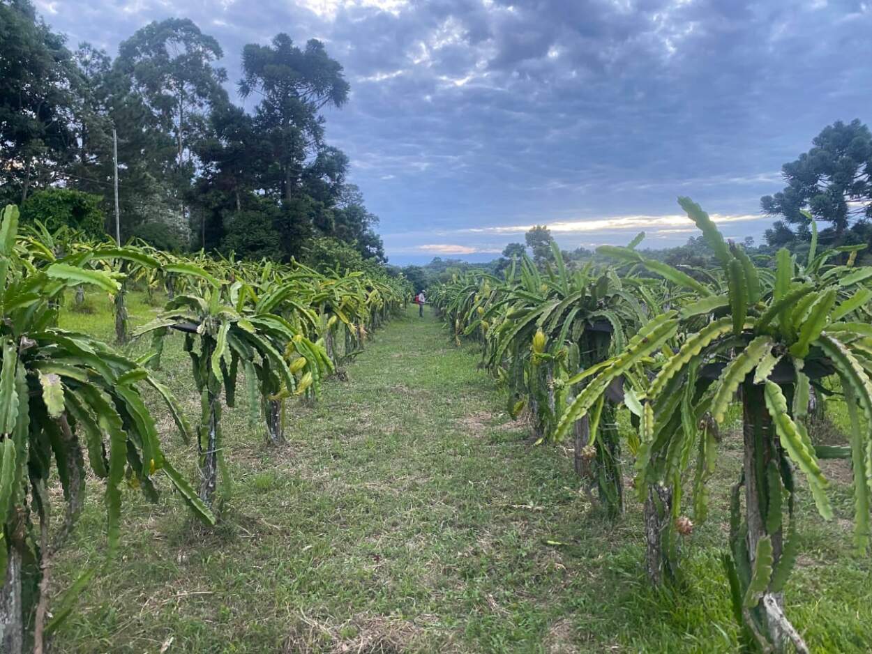 Misiones será sede de una jornada técnica internacional sobre frutales tropicales imagen-10