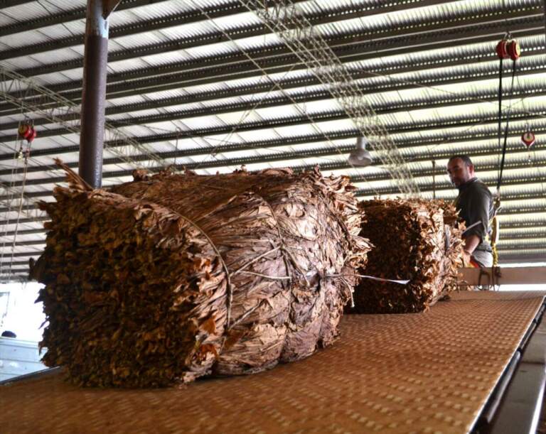 Misiones cierra una campaña tabacalera con más de 33 millones de kilos acopiados, el volumen más alto de los últimos años imagen-39