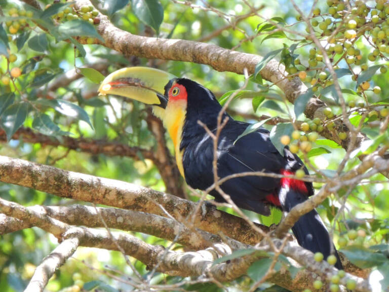 Misiones se suma al Global Big Day, el evento de observación de aves que convoca a miles de personas en todo el mundo imagen-41