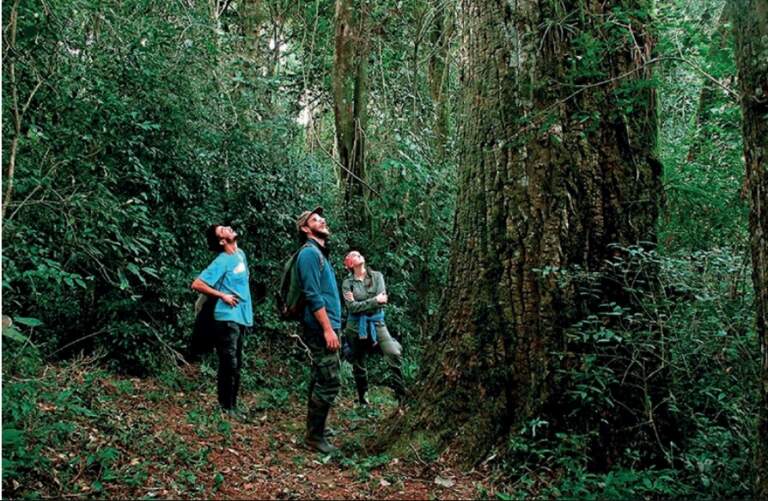 Entre diciembre de 2023 y mayo de 2025 se incorporaron 967 hectáreas de nuevas reservas privadas en Misiones imagen-32