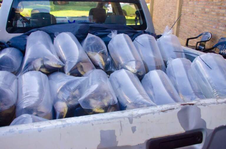 Entregaron 800 juveniles de pacú a productores de Fracrán y Ruiz de Montoya imagen-2
