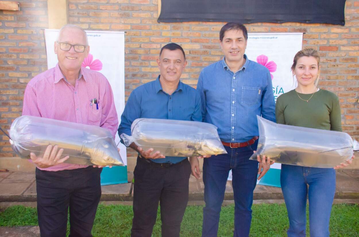 Entregaron 800 juveniles de pacú a productores de Fracrán y Ruiz de Montoya 5 Entregaron 800 juveniles de pacú a productores de Fracrán y Ruiz de Montoya imagen-4