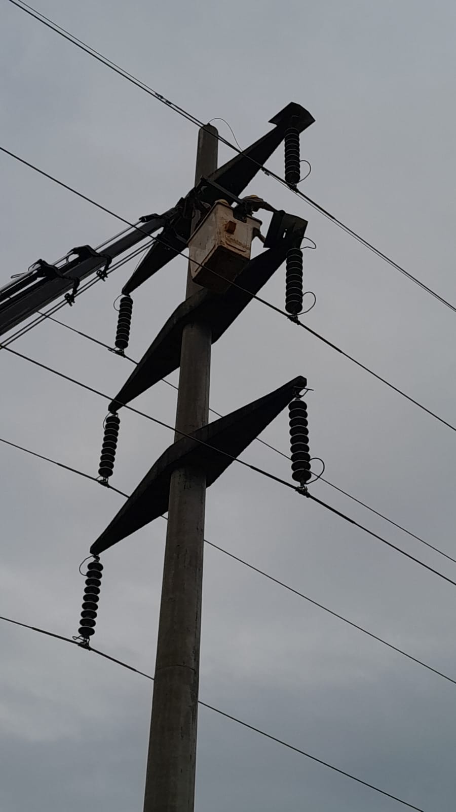 Energía de Misiones protege líneas de alta tensión "con mirada sostenible" imagen-6