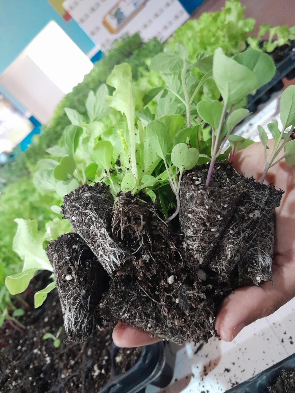 “Crecer San Javier”: el programa que transformó más de 700 hogares y ahora es de interés municipal imagen-4