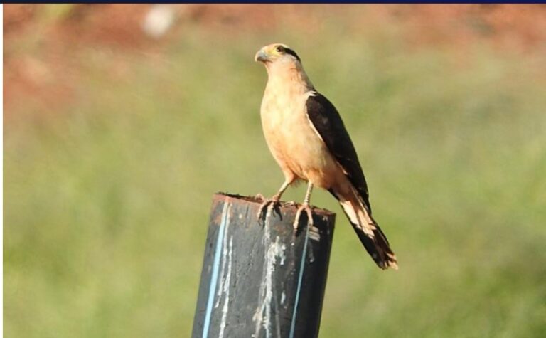 Misiones suma dos nuevos Misiones suma dos nuevos Clubes de Observadores de Aves imagen-20