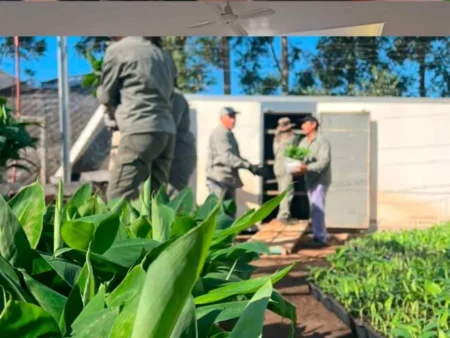 De Misiones a Salta: histórico envío de plantines de banano De Misiones a Salta: histórico envío de plantines de banano imagen-8