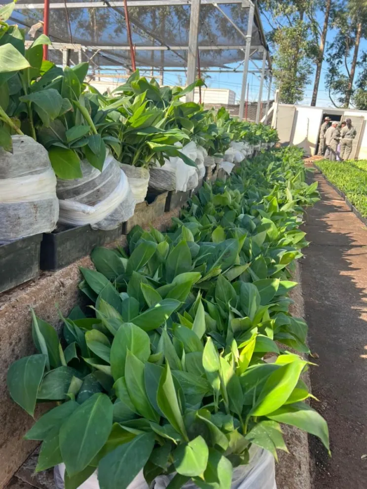 De Misiones a Salta: histórico envío de plantines de banano imagen-2