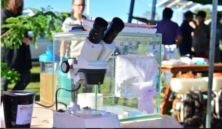 Dengue: La presencia de los índices larvarios va del 10 al 15%, en Posadas; el 70% en los hogares y alrededores imagen-31