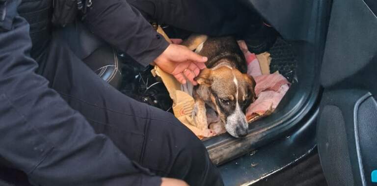 Pidió ayuda al 911 porque atropellaron a su mascota y la Policía lo auxilió imagen-6