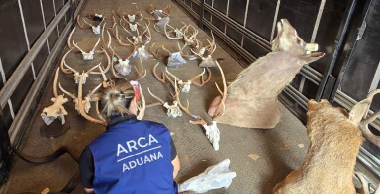 La Aduana descubrió animales taxidermizados sin declarar en un camión que salía del país por Santo Tomé imagen-46