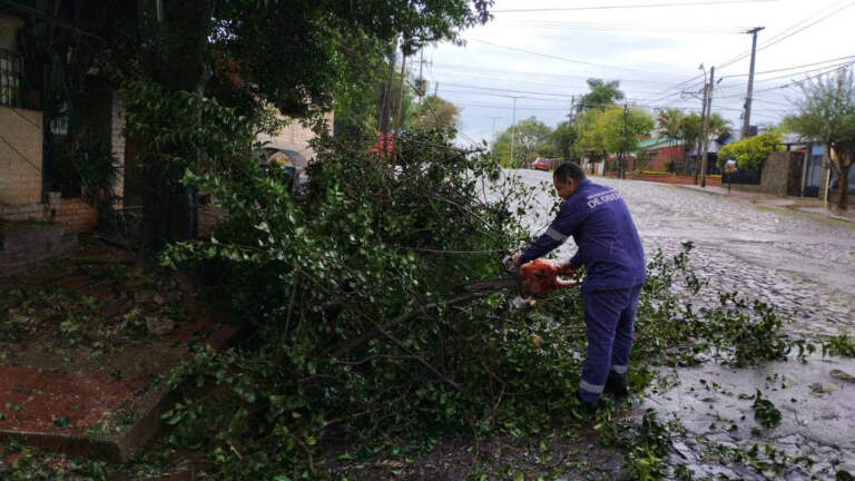 El temporal del viernes arrasó con una veintena de árboles en Oberá imagen-28