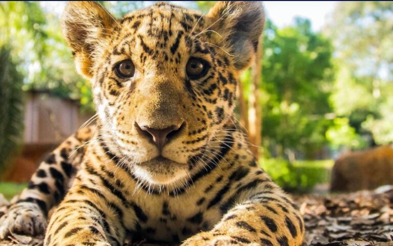 Destinarán $500 millones al proyecto de reintroducción de yaguaretés en la Reserva de Biosfera Yabotí imagen-45