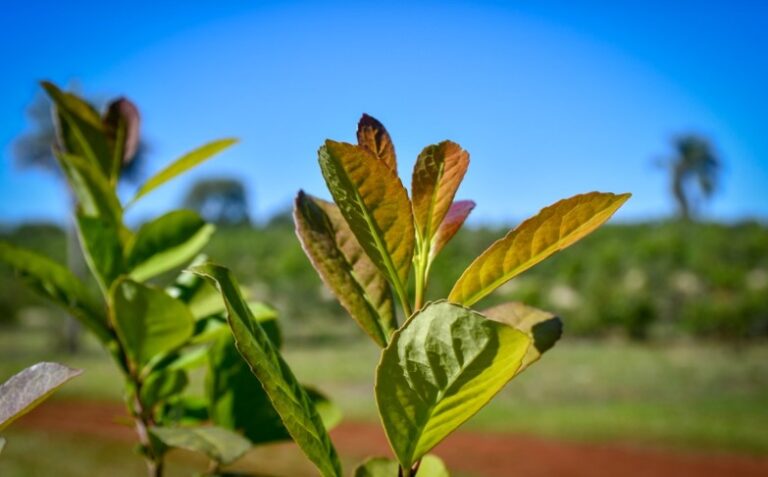 Sturzenegger: "El INYM deberá focalizarse en la calidad y la promoción, no en ser un interventor de precios" imagen-15