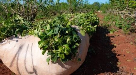 La cosecha de yerba mate cayó a mínimos históricos y los productores advierten por el colapso del sector La cosecha de yerba mate cayó a mínimos históricos y los productores advierten por el colapso del sector imagen-7