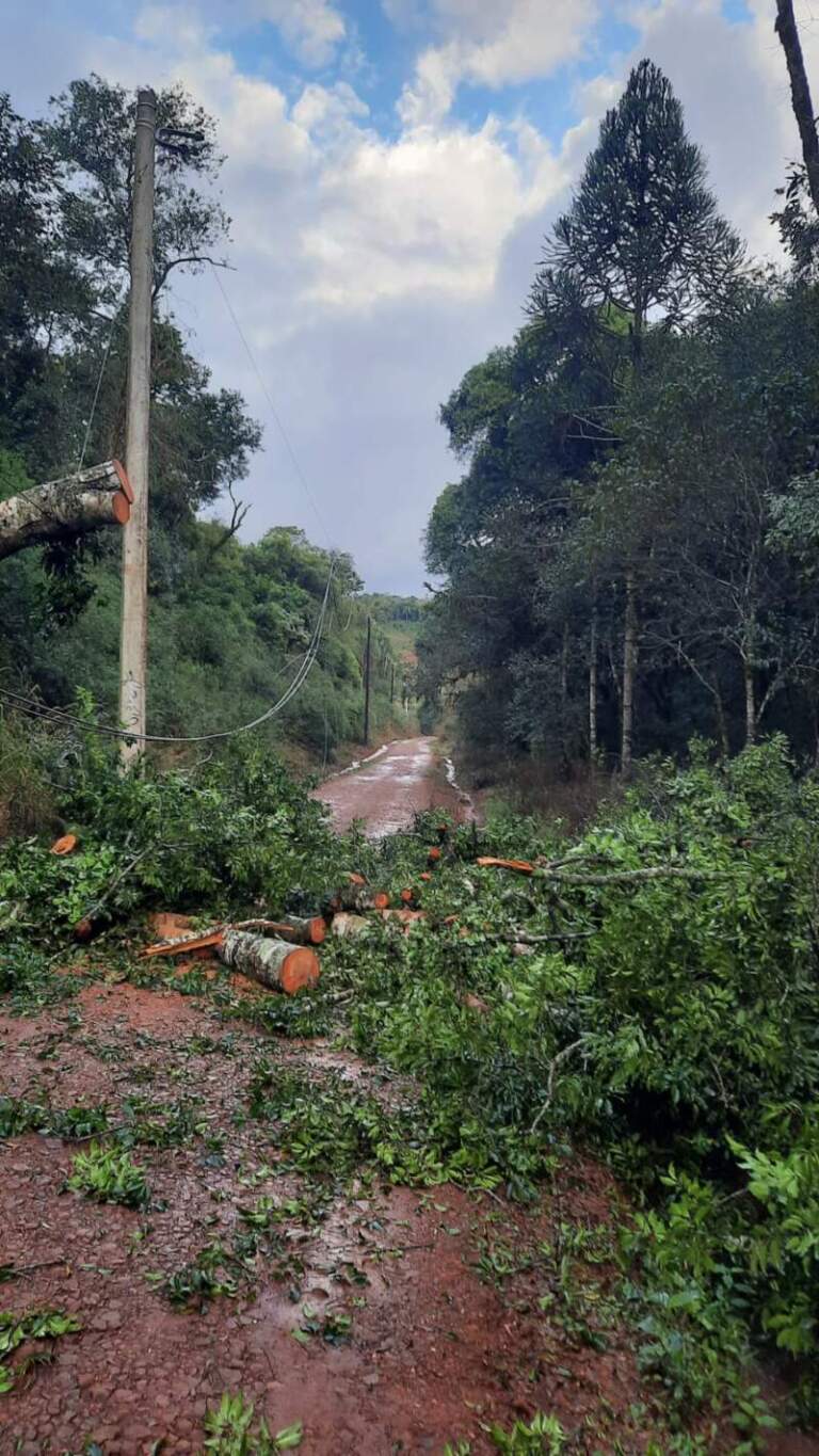 Intenso trabajo de Energía de Misiones en San Pedro tras vientos de gran potencia imagen-40