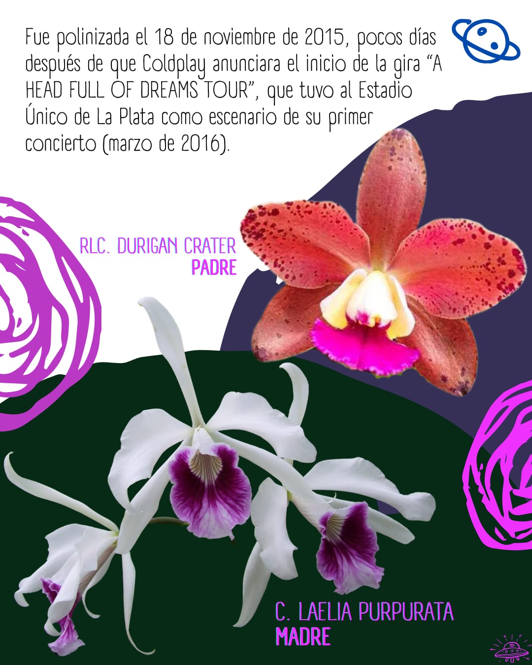 Tributo a la misionera: la banda Coldplay también es una orquídea, homenaje que florece en Argentina 7 Tributo a la misionera: la banda Coldplay también es una orquídea, homenaje que florece en Argentina imagen-6