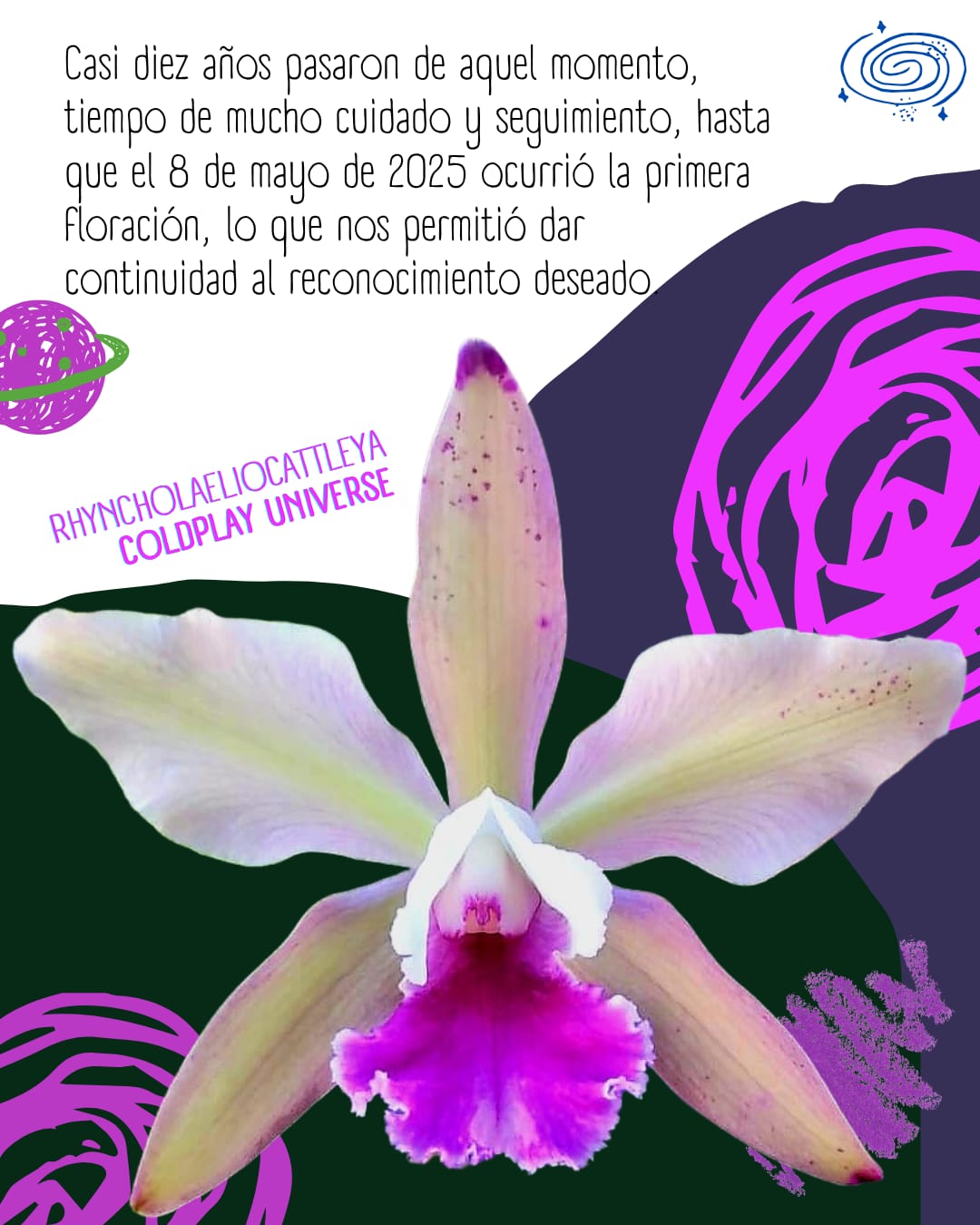 Tributo a la misionera: la banda Coldplay también es una orquídea, homenaje que florece en Argentina 3 Tributo a la misionera: la banda Coldplay también es una orquídea, homenaje que florece en Argentina imagen-2