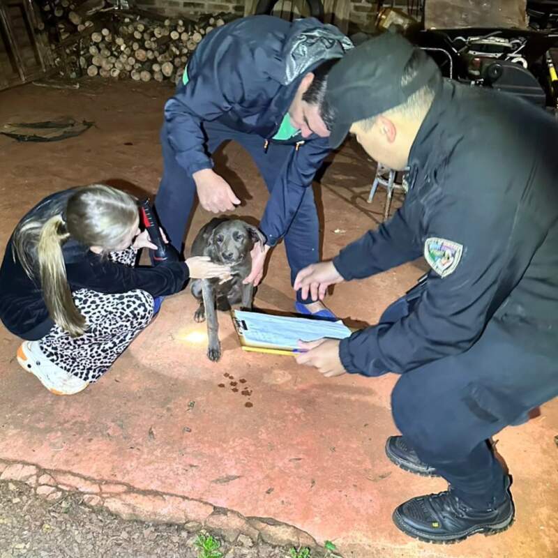 Le disparó al perro del vecino y tenía un arsenal ilegal: la Policía lo detuvo en Los Helechos 3 Le disparó al perro del vecino y tenía un arsenal ilegal: la Policía lo detuvo en Los Helechos imagen-2