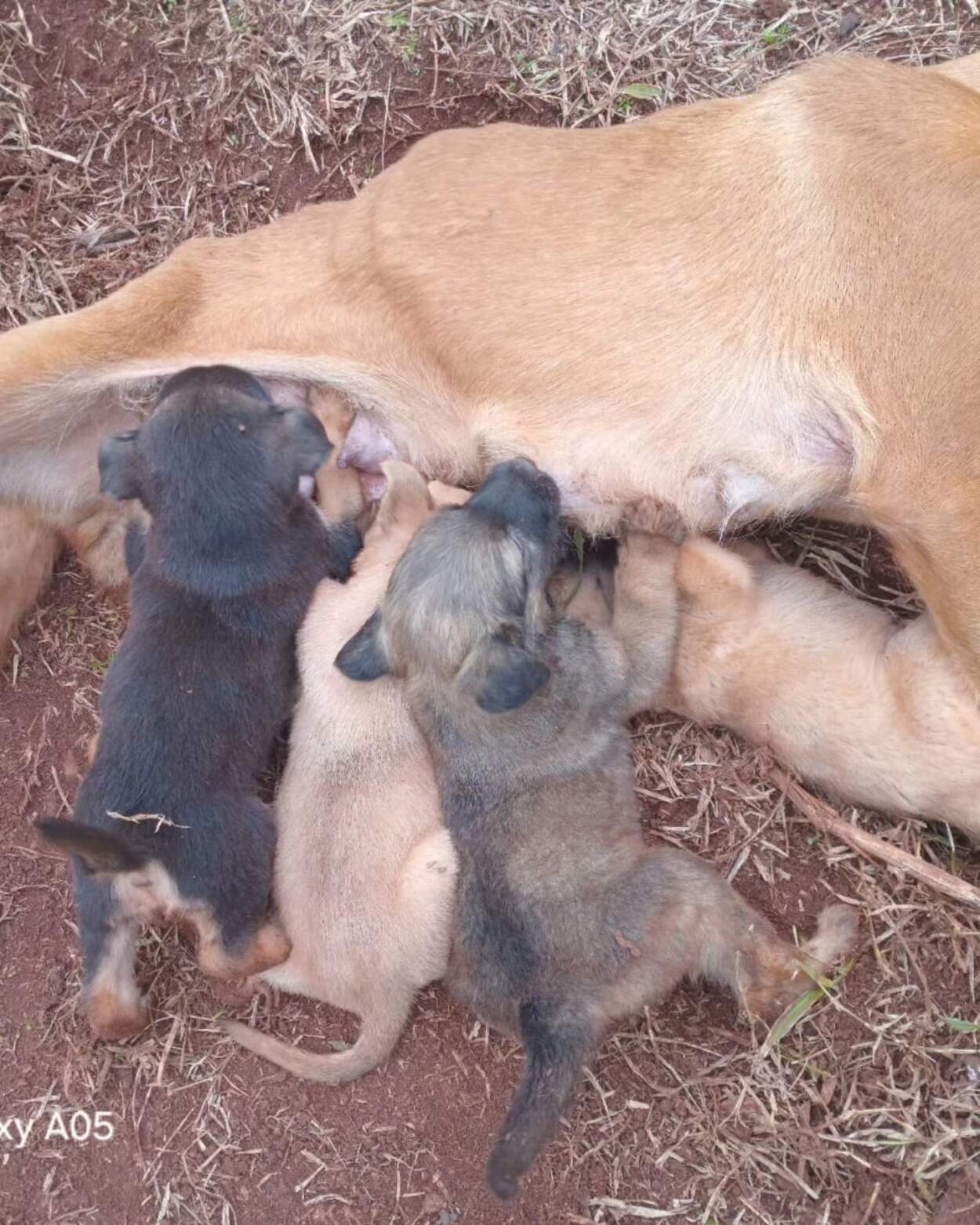 Rescataron a una perra y sus cuatro cachorros, abandonados en la intemperie imagen-2