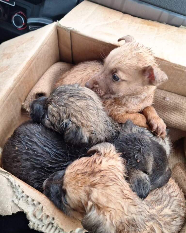 Rescataron a una perra y sus cuatro cachorros, abandonados en la intemperie imagen-27