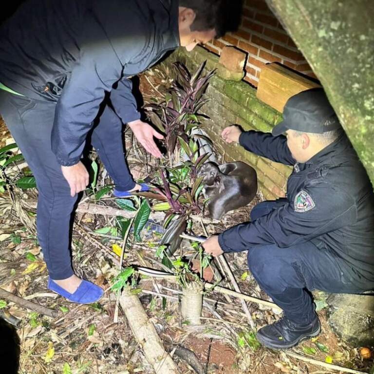 Le disparó al perro del vecino y tenía un arsenal ilegal: la Policía lo detuvo en Los Helechos imagen-44