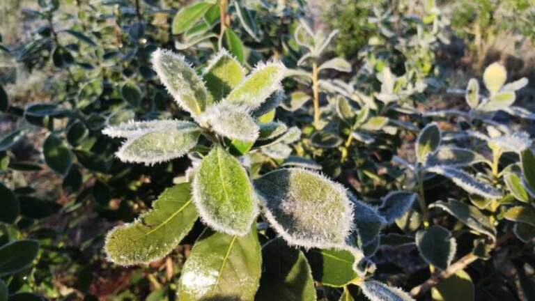 Misiones helada: yerbales en el día "más frío del año" imagen-8