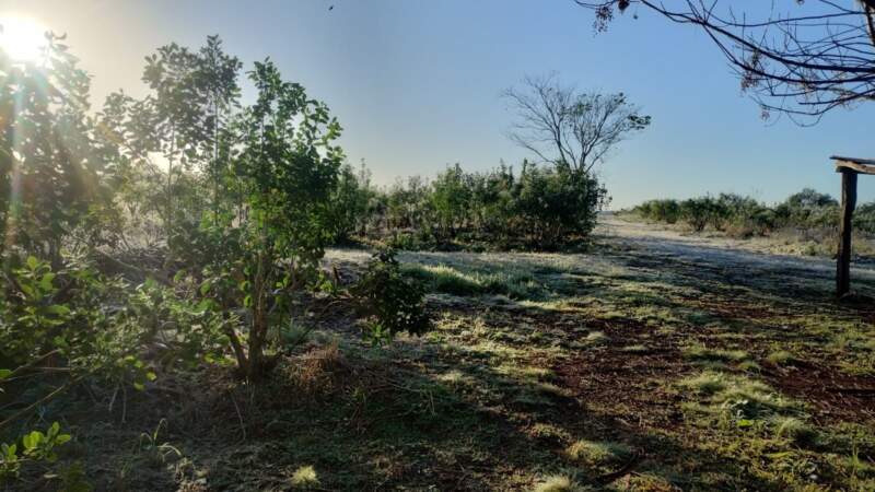 Misiones helada: yerbales en el día "más frío del año" imagen-2
