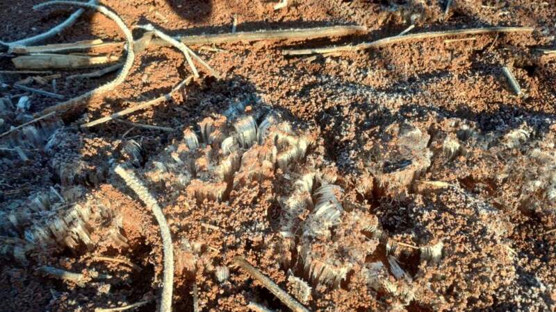 Misiones helada: yerbales en el día "más frío del año" imagen-4