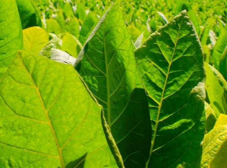 Casi 2 mil tabacaleros de Misiones cobrarán la primera vuelta del FET la próxima semana imagen-18