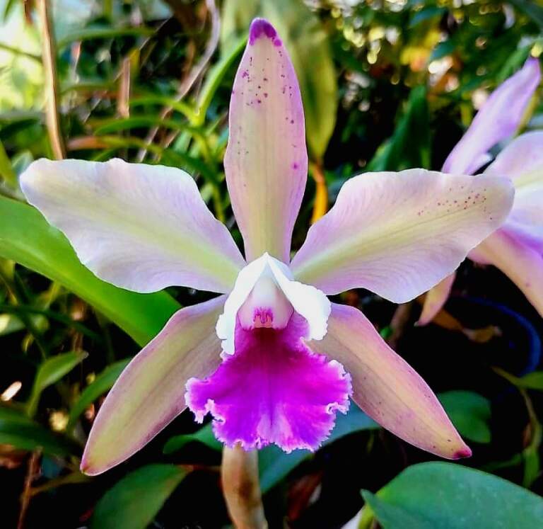 Tributo a la misionera: la banda Coldplay también es una orquídea, homenaje que florece en Argentina imagen-28