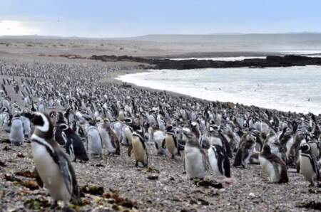 Caso Tombo: condenaron por primera vez en el país un delito por daño ambiental y crueldad animal imagen-10