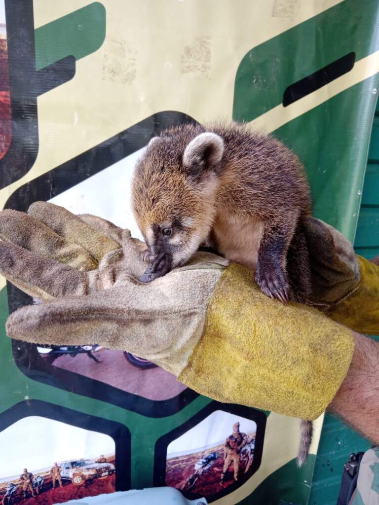 Cazadores, traficantes y tala ilegal: el "frente verde" de la Policía de Misiones suma más de 130 rescates imagen-34