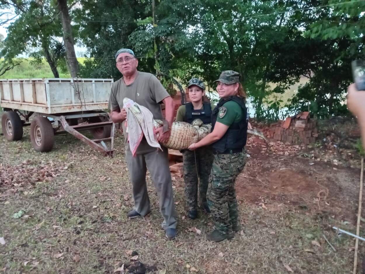 Cazadores, traficantes y tala ilegal: el "frente verde" de la Policía de Misiones suma más de 130 rescates 3 Cazadores, traficantes y tala ilegal: el "frente verde" de la Policía de Misiones suma más de 130 rescates imagen-2