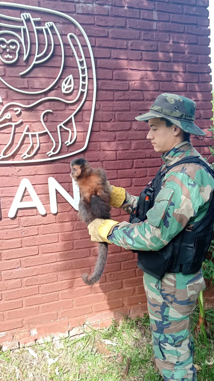 Cazadores, traficantes y tala ilegal: el "frente verde" de la Policía de Misiones suma más de 130 rescates 7 Cazadores, traficantes y tala ilegal: el "frente verde" de la Policía de Misiones suma más de 130 rescates imagen-6