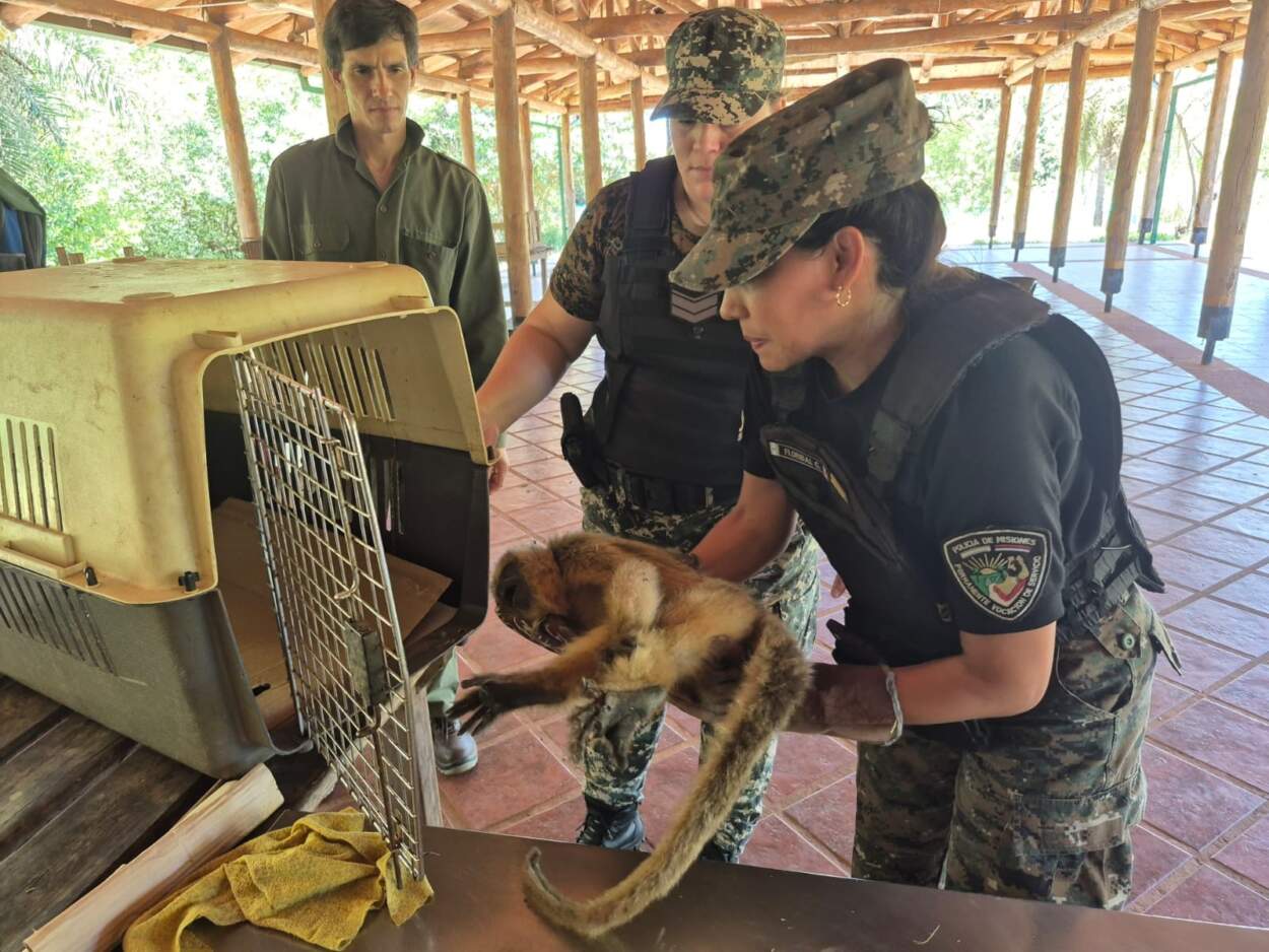 Cazadores, traficantes y tala ilegal: el "frente verde" de la Policía de Misiones suma más de 130 rescates 11 Cazadores, traficantes y tala ilegal: el "frente verde" de la Policía de Misiones suma más de 130 rescates imagen-10