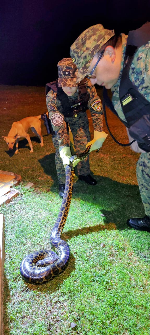 Rescatan una boa curiyú de casi 7 kilos y 3 metros atrapada en redes de pesca en Nemesio Parma 3 Rescatan una boa curiyú de casi 7 kilos y 3 metros atrapada en redes de pesca en Nemesio Parma imagen-2