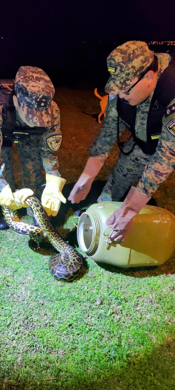 Rescatan una boa curiyú de casi 7 kilos y 3 metros atrapada en redes de pesca en Nemesio Parma Rescatan una boa curiyú de casi 7 kilos y 3 metros atrapada en redes de pesca en Nemesio Parma imagen-1