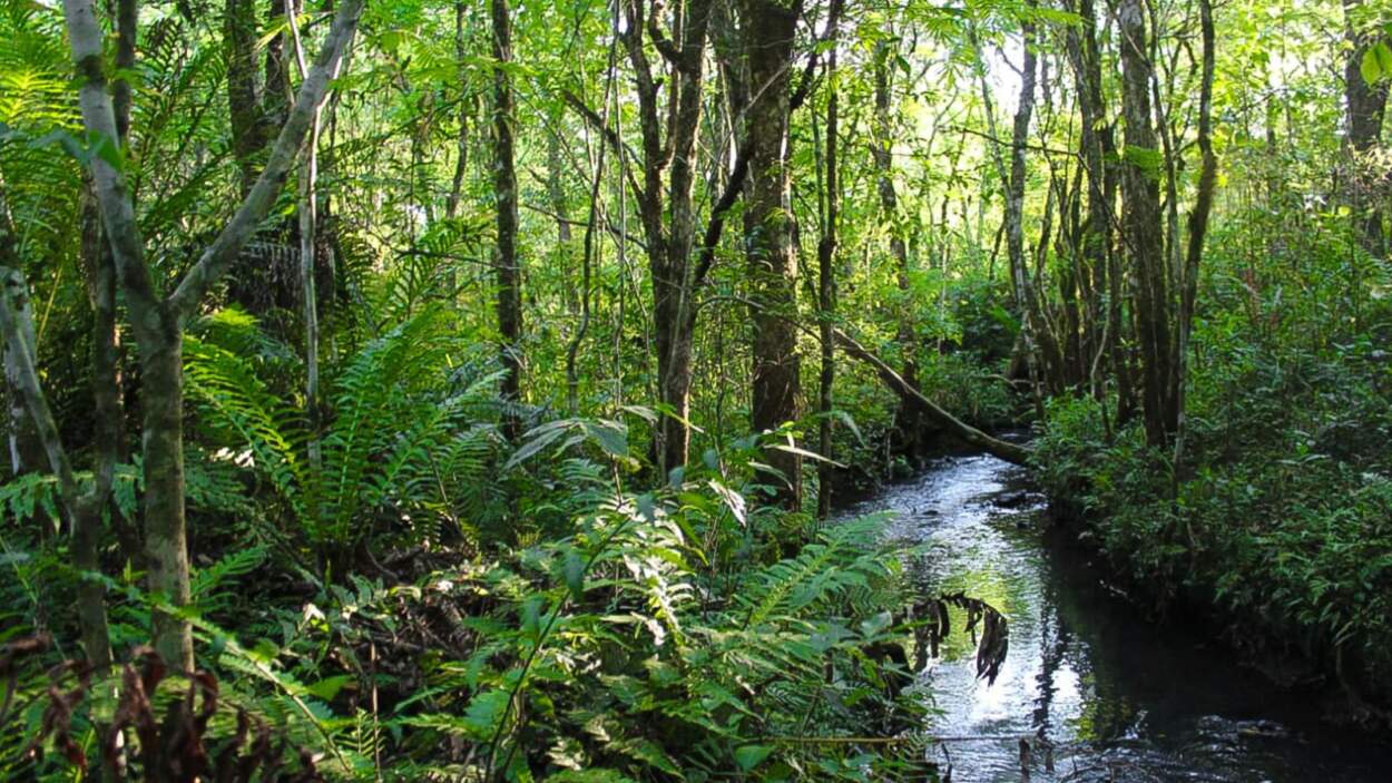 Misiones celebra el Día Provincial de las Áreas Naturales Protegidas con 116 unidades de conservación y el fortalecimiento de políticas ambientales imagen-4