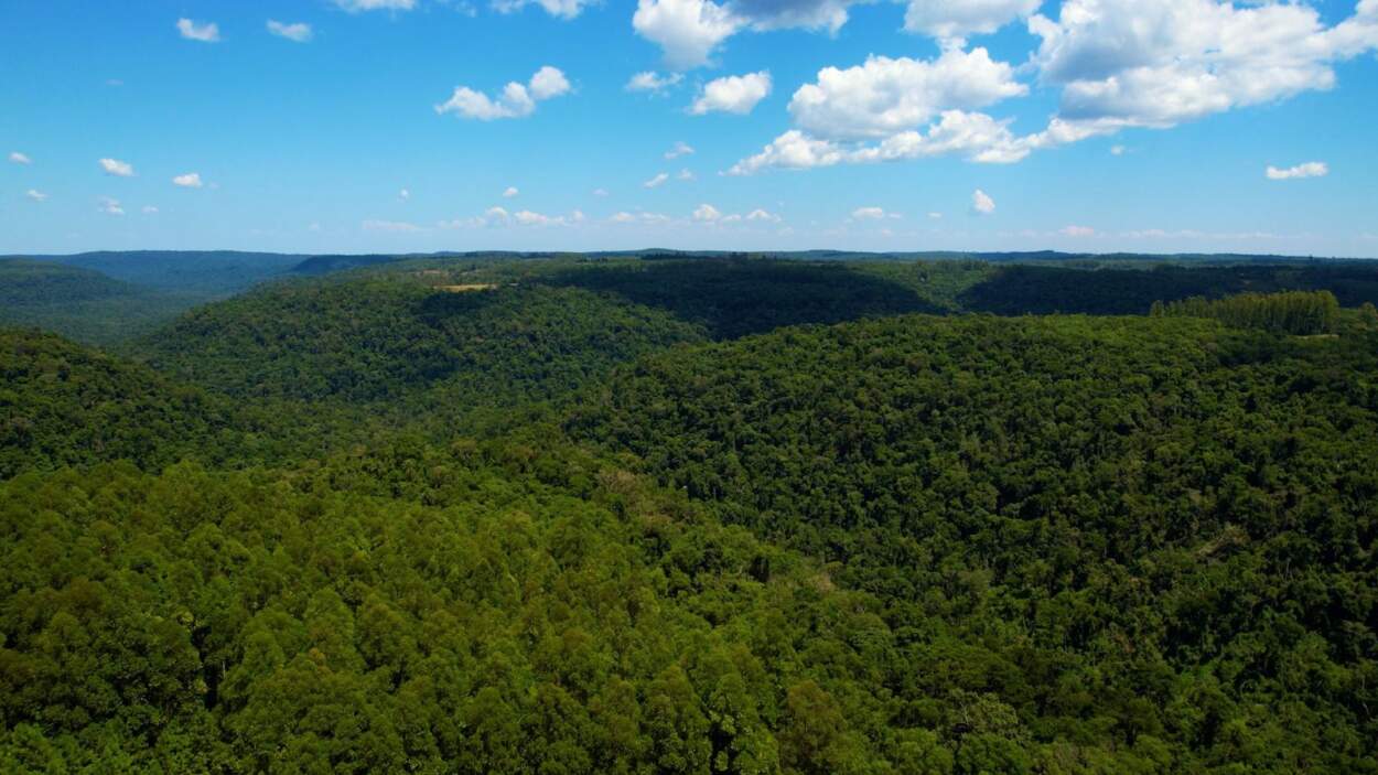 Misiones celebra el Día Provincial de las Áreas Naturales Protegidas con 116 unidades de conservación y el fortalecimiento de políticas ambientales imagen-6
