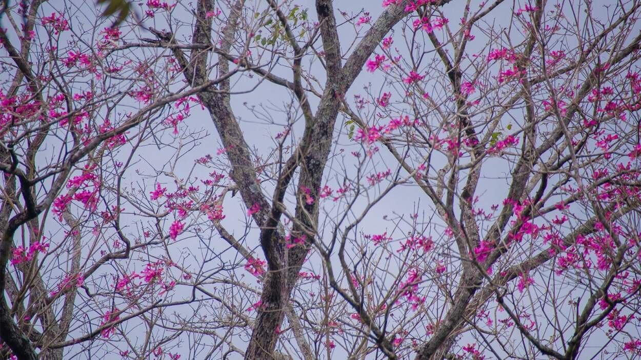 Misiones celebra el Día Provincial de las Áreas Naturales Protegidas con 116 unidades de conservación y el fortalecimiento de políticas ambientales imagen-10