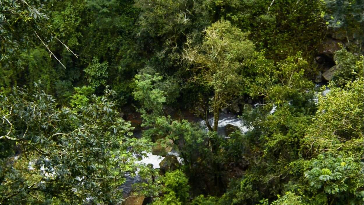 Misiones celebra el Día Provincial de las Áreas Naturales Protegidas con 116 unidades de conservación y el fortalecimiento de políticas ambientales imagen-8