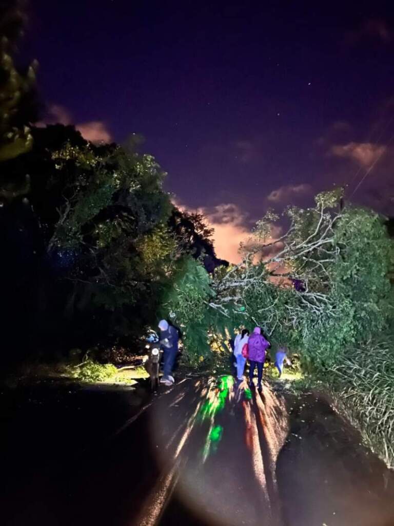 Tormentas en Misiones: la Policía respondió a emergencias por caída de árboles, daños en viviendas y accidentes viales imagen-46