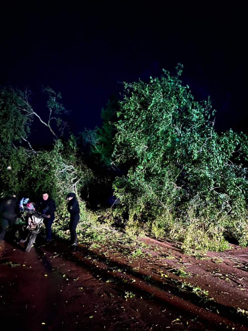 Tormentas en Misiones: la Policía respondió a emergencias por caída de árboles, daños en viviendas y accidentes viales imagen-10
